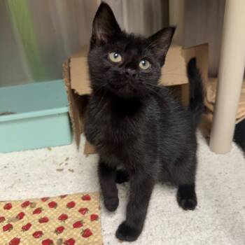 Femur -  Domestic Short Hair Cat for Adoption in Waynesville, North Carolina - Femur | PetCurious