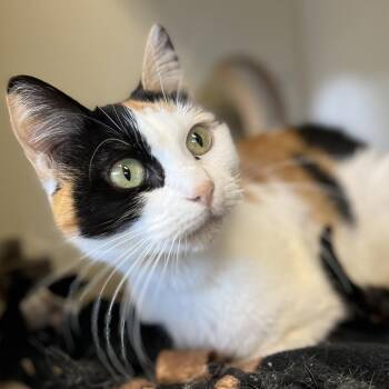 Domestic Short Hair Cats Available for Adoption in Aberdeen, Washington - Starlight | PetCurious