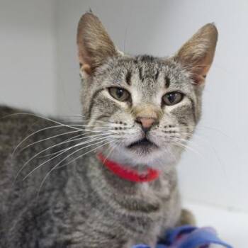 Melba -  Domestic Short Hair Cat for Adoption in Verona, Wisconsin - Melba | PetCurious