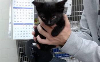 OSWALD -  Domestic Short Hair Cat for Adoption in Salinas, California - OSWALD | PetCurious