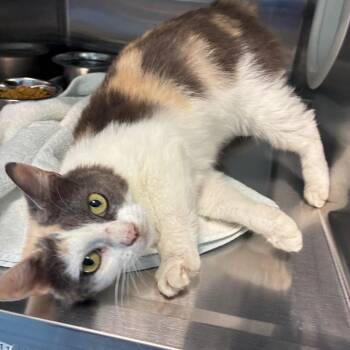 Twilight -  Domestic Short Hair Cat for Adoption in Greensboro, North Carolina - Twilight | PetCurious