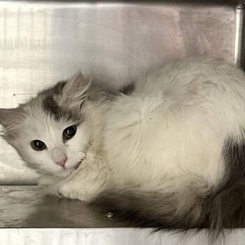 Domestic Long Hair Cats Available for Adoption in Galax, Virginia - Fire Fly | PetCurious