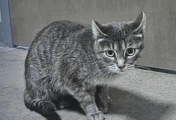 Rescue Domestic Short Hair Cats for Adoption in Fort Madison, Iowa - Stardust | PetCurious