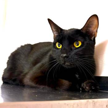 BOWSER -  Domestic Short Hair Cat for Adoption in Joshua Tree, California - BOWSER | PetCurious