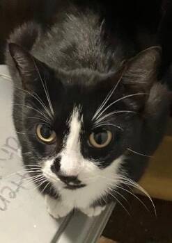 Mimi -  Domestic Short Hair Cat for Adoption in Alafaya, Florida - Mimi | PetCurious