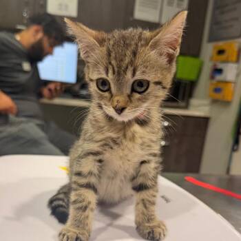 Spice -  Domestic Short Hair Cat for Adoption in Tampa, Florida - Spice | PetCurious