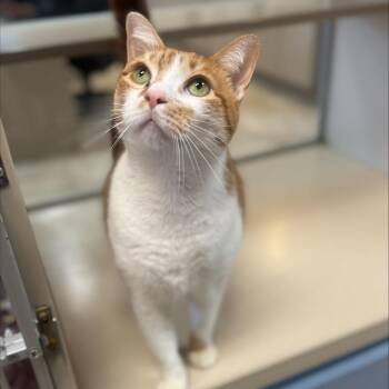 American Shorthair Cats Available for Adoption - Frankie | PetCurious