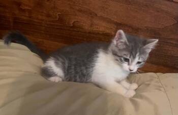 White -  Domestic Short Hair Cat for Adoption in Warren, Pennsylvania - White | PetCurious