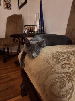 Russian Blue Cats Available for Adoption in Napa, California - Princess  Leia ( EE) | PetCurious