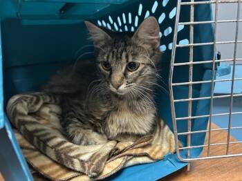 MAMA BERRY -  Domestic Medium Hair Cat for Adoption in Rowlett, Texas - MAMA BERRY | PetCurious
