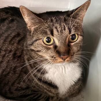 Domestic Short Hair Cats Available for Adoption - Lucy | PetCurious