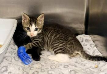 Carpuretor -  Domestic Short Hair Cat for Adoption in Petersburg, Virginia - Carpuretor | PetCurious