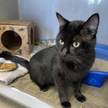 Benito -  Domestic Short Hair Cat for Adoption in Saint Charles, Missouri - Benito | PetCurious