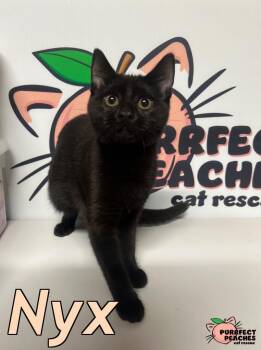 Rescue Bombay and Domestic Short Hair Cats for Adoption in Douglasville, Georgia - Nyx | PetCurious