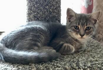 Rescue American Shorthair Cats for Adoption in Bennington, Vermont - Squeek | PetCurious