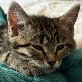 Domestic Short Hair Cats Available for Adoption in Denver, Colorado - Cloudtail | PetCurious