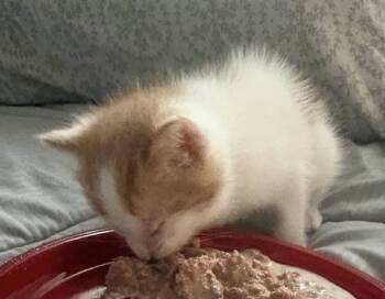 Domestic Short Hair Cats Available for Adoption in Chalfont, Pennsylvania - Bucky | PetCurious
