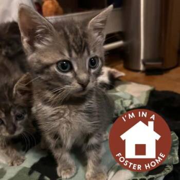 Sapphire -  Domestic Short Hair Cat for Adoption in Janesville, Wisconsin - Sapphire | PetCurious