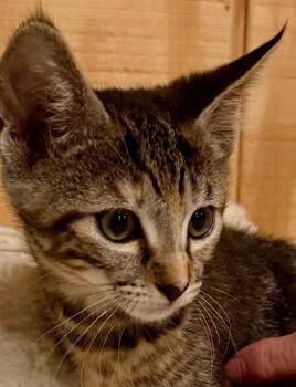 Millie -  Domestic Short Hair Cat for Adoption in Cat Spring, Texas - Millie | PetCurious