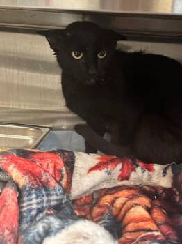 Honey Boo Boo -  Domestic Short Hair Cat for Adoption in Shelbyville, Tennessee - Honey Boo Boo | PetCurious