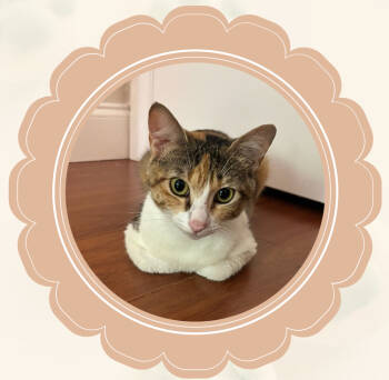 Rescue Calico Cats for Adoption in Randolph, Massachusetts - Mini2 | PetCurious