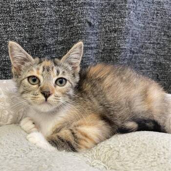 Salsa -  Domestic Medium Hair Cat for Adoption in Long Beach, California - Salsa | PetCurious
