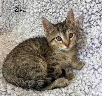 Tabby Cats Available for Adoption - Ziva | PetCurious