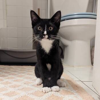 Rescue Domestic Short Hair Cats for Adoption - Delilah | PetCurious