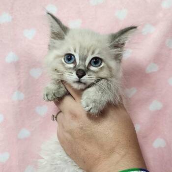 Sir Galahad -  Domestic Medium Hair Cat for Adoption in Toledo, Ohio - Sir Galahad | PetCurious