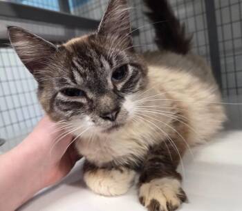 Domestic Medium Hair Cats Available for Adoption - Miss Allie | PetCurious