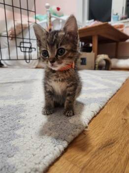 MANGO -  Domestic Short Hair Cat for Adoption in Charlotte, North Carolina - MANGO | PetCurious