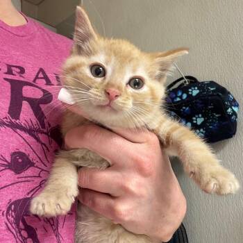 Domestic Short Hair Cats Available for Adoption in Pekin, Illinois - Woody | PetCurious