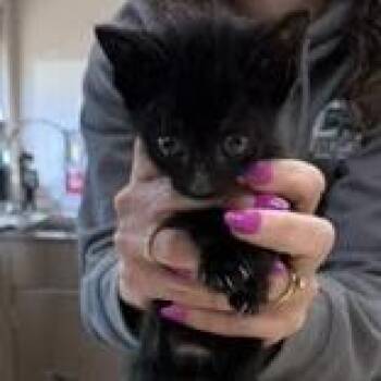 Maxwell -  Domestic Short Hair Cat for Adoption in Beulaville, North Carolina - Maxwell | PetCurious