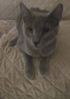 Rescue Domestic Short Hair Cats for Adoption in Lawrenceville, Georgia - Fruit Loop | PetCurious