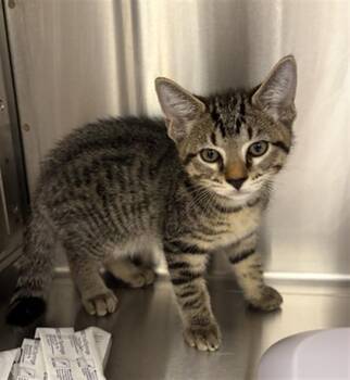 ORION -  Domestic Short Hair Cat for Adoption in Indianapolis, Indiana - ORION | PetCurious