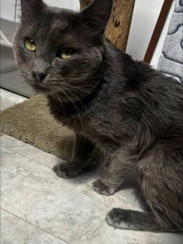 Gary Marshall -  Domestic Long Hair Cat Available for Adoption in Maple Ridge, British Columbia - Gary Marshall | PetCurious