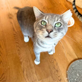 Rescue Domestic Short Hair Cats for Adoption - College Claremont | PetCurious