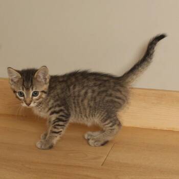 Purrmesan Reggiano C70117 -  Domestic Short Hair Cat for Adoption in Minnetonka, Minnesota - Purrmesan Reggiano C70117 | PetCurious