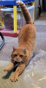 American Shorthair Cats Available for Adoption - Tigger-  Sweet Formerly Outdoor Cat | PetCurious