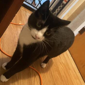 Pawesome -  Domestic Short Hair Cat for Adoption in Ringtown, Pennsylvania - Pawesome | PetCurious