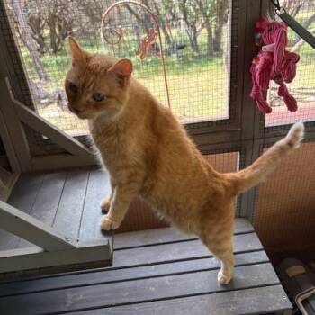 Rescue American Shorthair Cats for Adoption in Bertram, Texas - Heidi | PetCurious