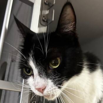 Domestic Short Hair Cats Available for Adoption in Leander, Texas - Bella | PetCurious
