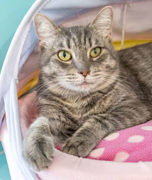 Rescue Dilute Tortoiseshell and Domestic Short Hair Cats for Adoption in Dublin, Ohio - Frog Princess - KBC | PetCurious