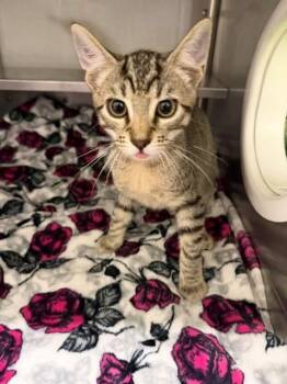 COYOTE -  Domestic Short Hair Cat for Adoption in Chula Vista, California - COYOTE | PetCurious