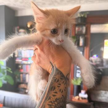 Tarot -  Domestic Medium Hair Cat for Adoption in Matteson, Illinois - Tarot | PetCurious