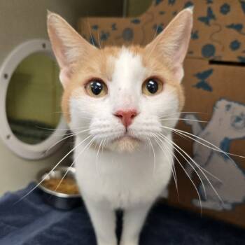 Rescue Domestic Short Hair Cats for Adoption in West Olive, Michigan - Red (Holland Cat Cove) | PetCurious