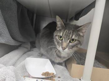 PENGUIN -  Domestic Short Hair Cat for Adoption in Omaha, Nebraska - PENGUIN | PetCurious