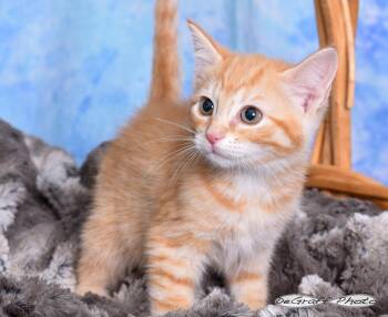 Domestic Short Hair Cats Available for Adoption in Pittsboro, North Carolina - Clementine | PetCurious