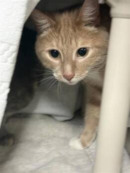 Domestic Short Hair Cats Available for Adoption in Montreal, Quebec - Nico | PetCurious