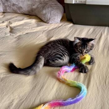Slushie -  Domestic Medium Hair Cat for Adoption in Evansville, Indiana - Slushie | PetCurious